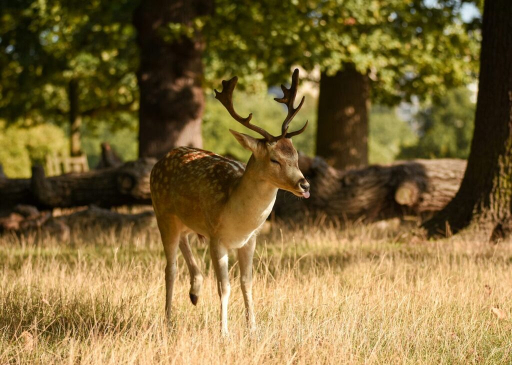 A small spotted deer standing in Richmond Park.