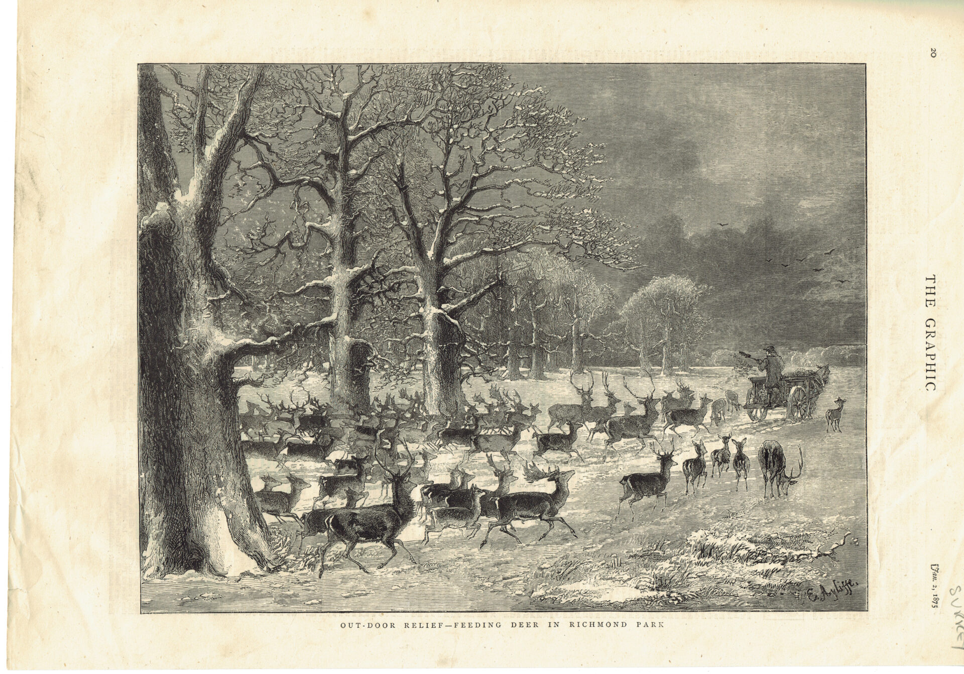 A historical illustration of deer being fed in Richmond Park, surrounded by trees and a person on a cart.