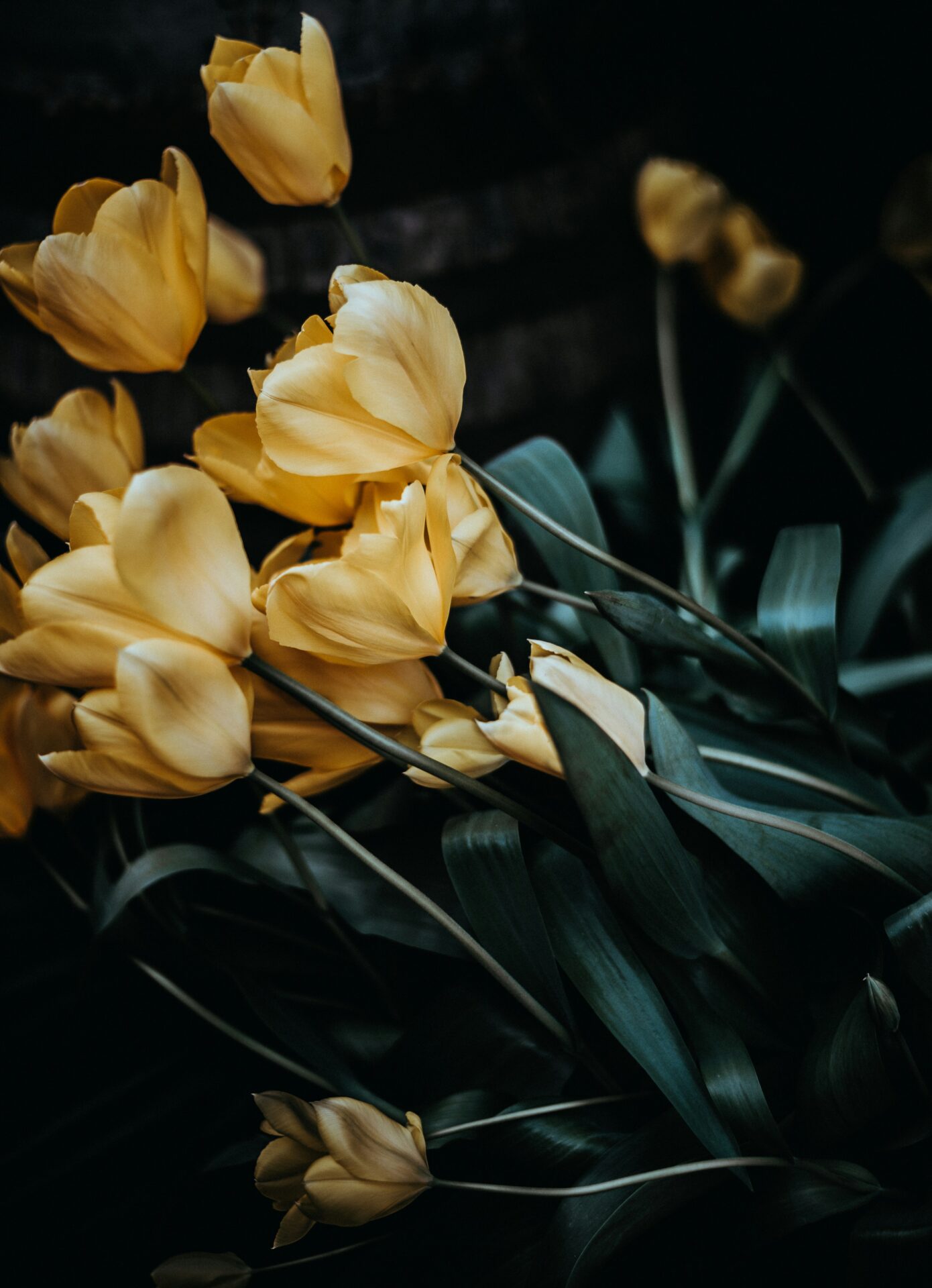 A close up of yellow tulips.