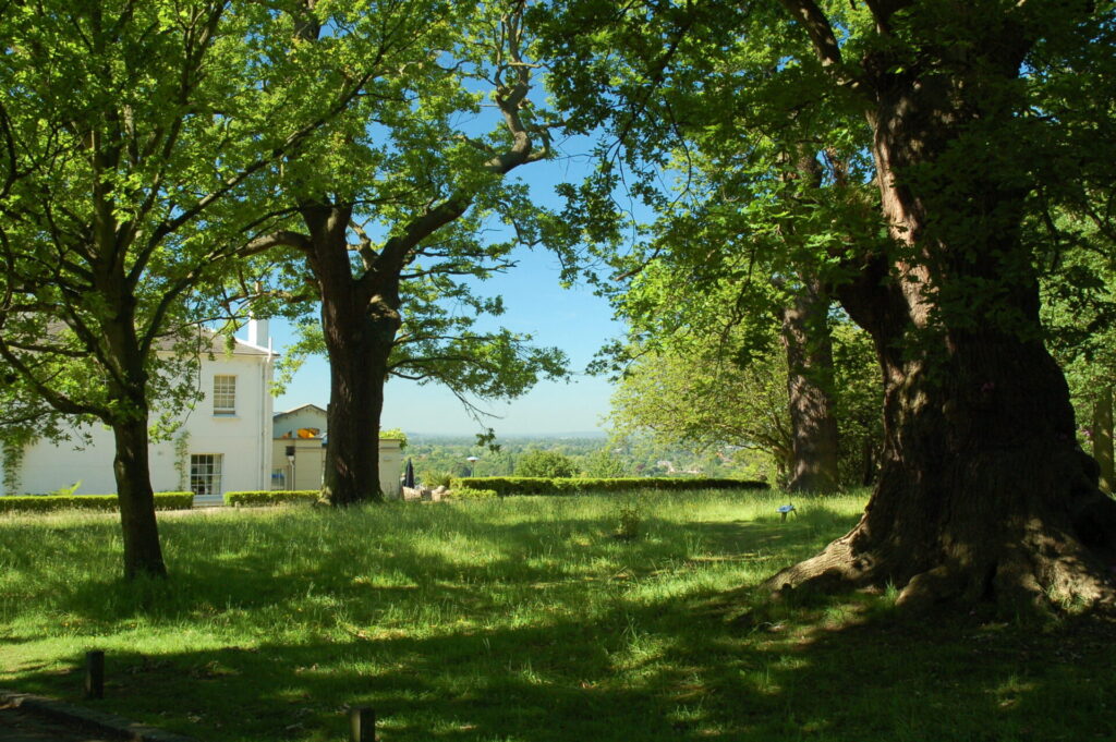 Large trees and grass overlooking an ornate white house.