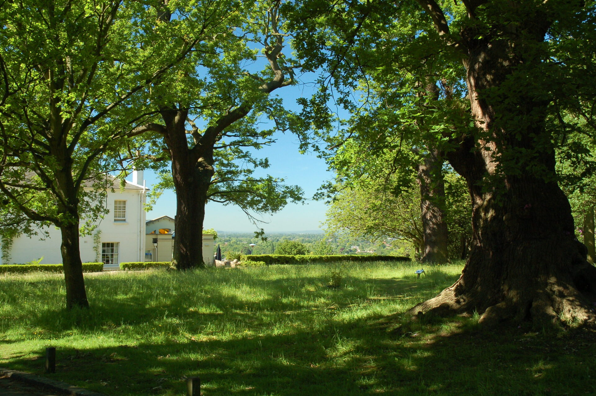 Large trees and grass overlooking an ornate white house.