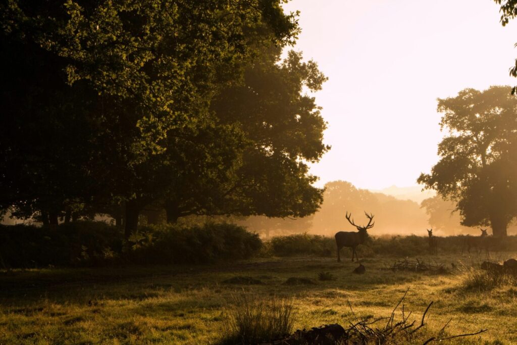 Richmond Park London