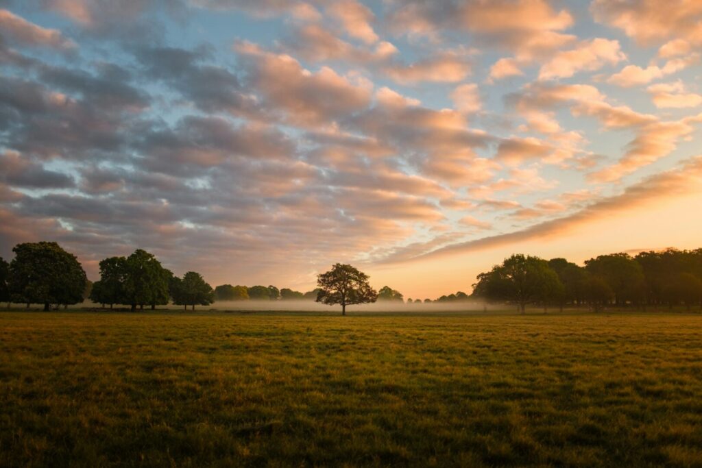 Richmond Park at sunset.