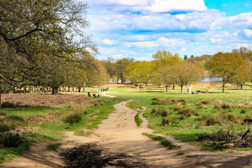 A large country park stretching into the distance.